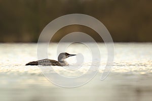 Common or great northern loon Gavia immer hunting and eating crayfish