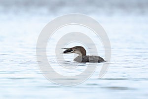 Common or great northern loon Gavia immer hunting and eating crayfish