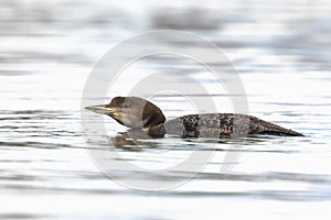 Common or great northern loon Gavia immer hunting and eating crayfish