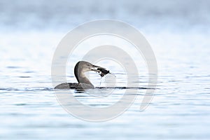 Common or great northern loon Gavia immer hunting and eating crayfish