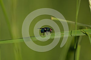 Common green bottle fly on a blade of grass