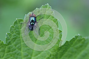 Common green bottle fly (blow fly, Lucilia sericata) on a green leaf