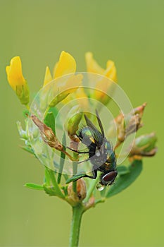 Common green bottle fly with bubble. Upside down.