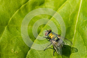Common Green Bottle Fly