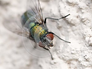 Common green bottle fly Lucilia sericata