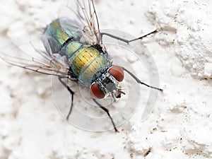 Common green bottle fly Lucilia sericata