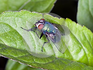 Common green bottle fly Lucilia sericata