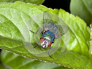 Common green bottle fly Lucilia sericata