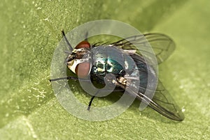 Common green bottle fly Lucilia sericata