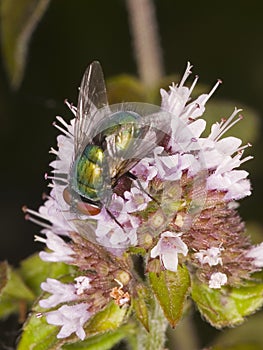 Common green bottle fly Lucilia sericata on mint flower