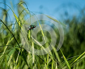Common green bottle fly Lucilia sericata standing on a blade of fresh grass