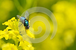 The common green bottle fly Lucilia sericata on a yellow flower Barbarea vulgaris.