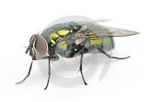 Common green bottle fly, Phaenicia sericata, isolated