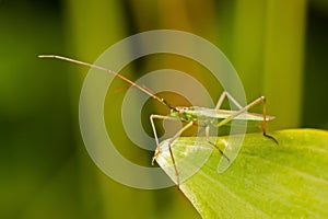 Common Green Capsid