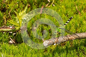 Common Green Darner