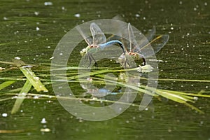 Common Green Darner - Anax junius