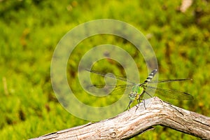 Common Green Darner