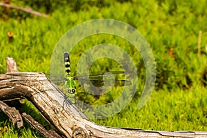 Common Green Darner