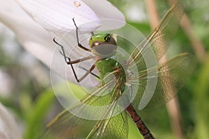 Common Green Darner Dragonfly