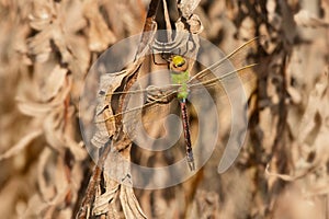 Common Green Darner Dragonfly - Anax junius