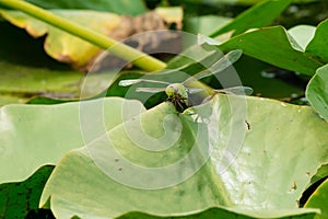 Common Green Darner Dragonfly - Anax junius