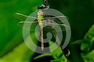 Common Green Darner Dragonfly - Anax junius