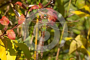 Common Green Darner Dragonfly - Anax junius