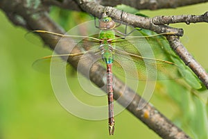 Common Green Darner Dragonfly - Anax junius