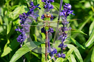 Common Green Darner Dragonfly - Anax junius