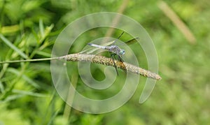 Green darner dragonfly on a weed by pond photo