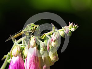 Common Green Darner dragonfly on foxglove flowers