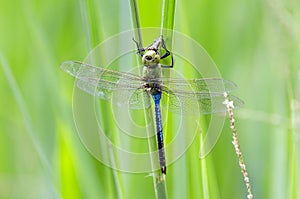 Common Green Darner Dragonfly, Georgia, USA