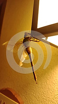 Common Green Darner on Lantern