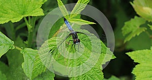 Common Green Darner on a leaf 4K