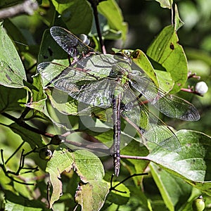 A common green darner at rest.