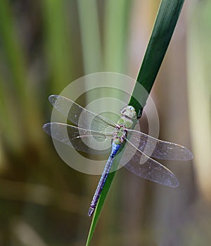 Common Green Darner Resting on Water Grass