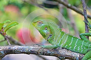 Common green forest lizard , Calotes calotes