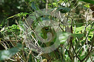 A common green forest lizard hiding between small tree twigs