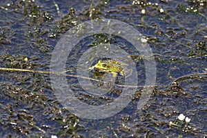 Common green frog closeup