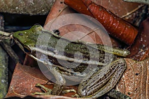 Common green frog closeup, green paddy frog, Rana erythraea