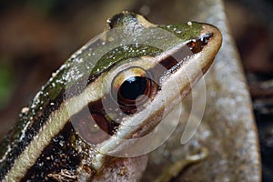 Common green frog closeup, green paddy frog, Rana erythraea