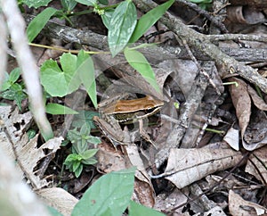 A common green frog or green paddy frog on a pile of dry leaves on ground level of the forest