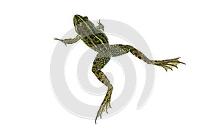 Common green frog isolated on white background. View from above