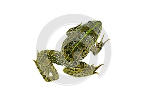 Common green frog isolated on white background. View from above