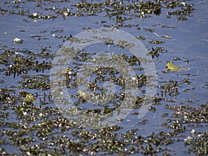 Common green frogs