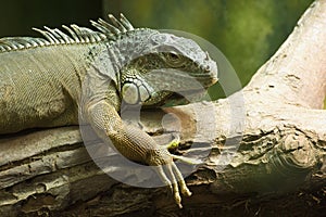 Common Green Iguana