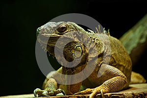 Common Green Iguana