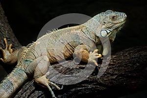 Common Green Iguana