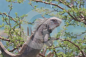 common green iguana
