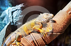 common green iguana sitting on a tree